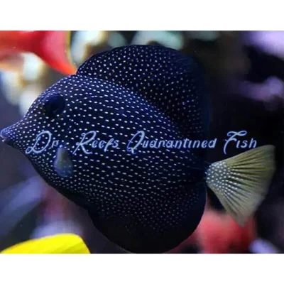 Gem Tang
