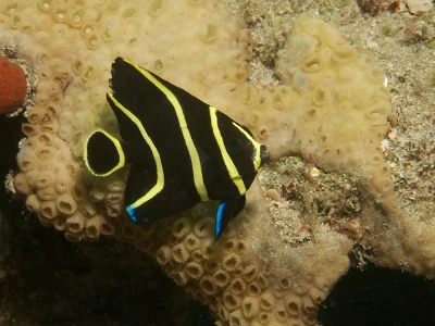 French Angelfish (Juvenile)