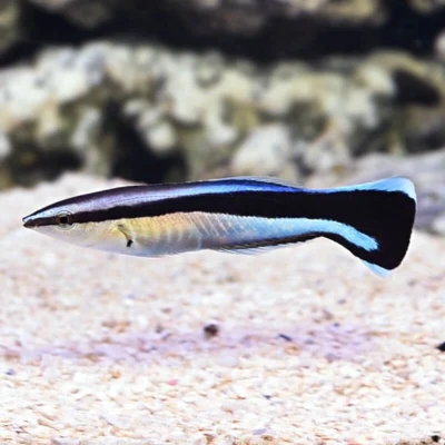 Bluestreak Cleaner Wrasse