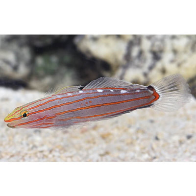 Court Jester Goby