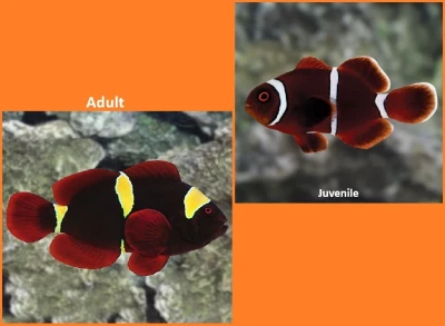 Gold Stripe Maroon Clownfish