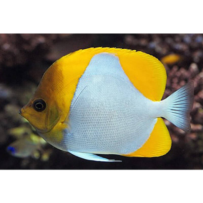 Yellow Pyramid Butterflyfish