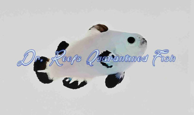 Snow Storm Clownfish