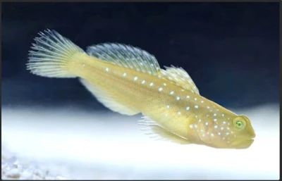 Yellow Watchman Goby (Captive Bred)