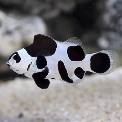 Black Storm Clownfish