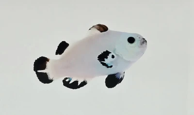 Snow Storm Clownfish