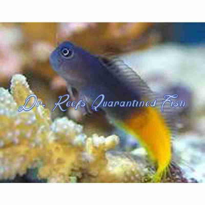 Bicolor Blenny