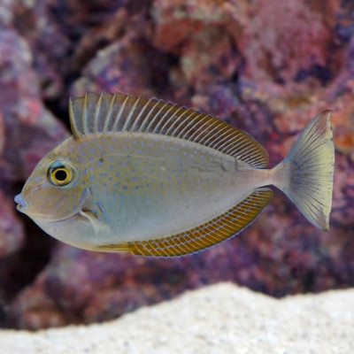 Vlamingii Tang
