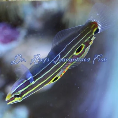 Hector’s Goby