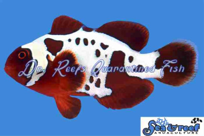 Maroon Gold Lightning Clownfish
