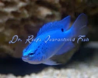 Blue Damselfish