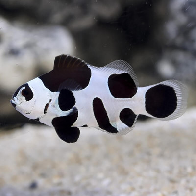 Black Storm Clownfish