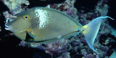 Blue Unicorn Tang