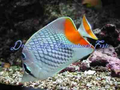 Pearlscale Butterflyfish