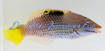 Checkerboard Wrasse