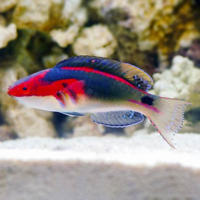 Exquisite Fairy Wrasse