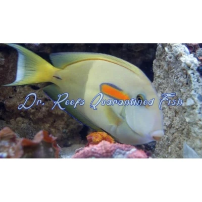 Orange Shoulder Tang