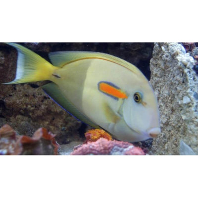 Orange Shoulder Tang