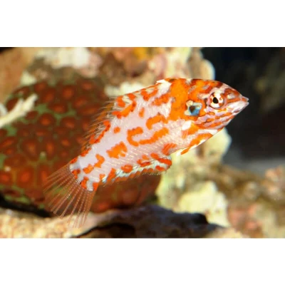 Choat’s Red Leopard Wrasse