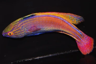 Lineatus Fairy Wrasse (Super Male)