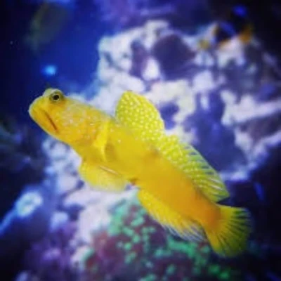 Yellow Watchman Goby