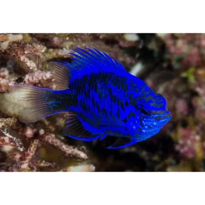 Springeri Damsel