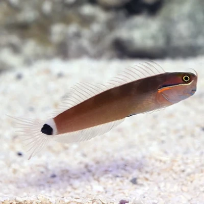Tailspot Blenny