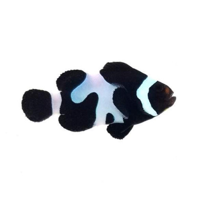 Black Gladiator Clownfish
