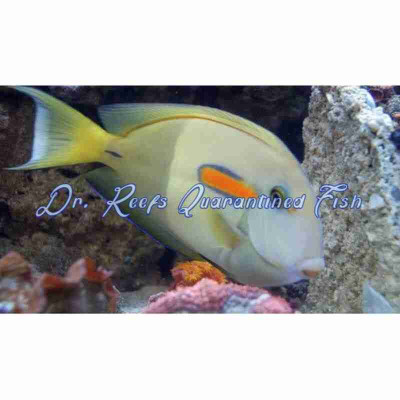 Orange Shoulder Tang