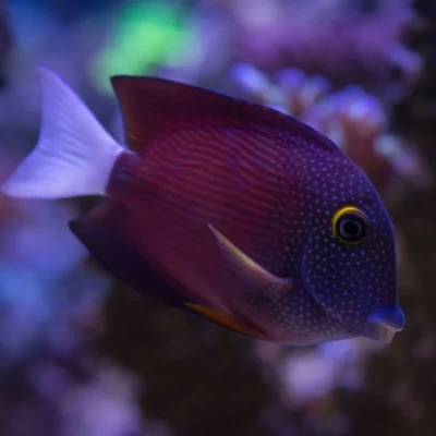 Whitetail Bristletooth Tang