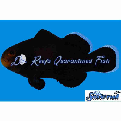 Domino Clownfish