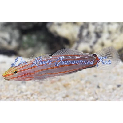 Court Jester Goby