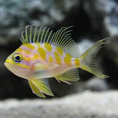 Blotched Borbonius Anthias