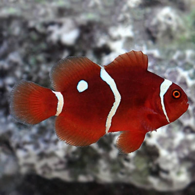 Gold Dot Maroon Clownfish