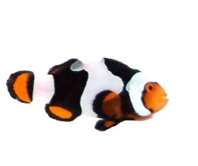 Onyx Picasso Clownfish