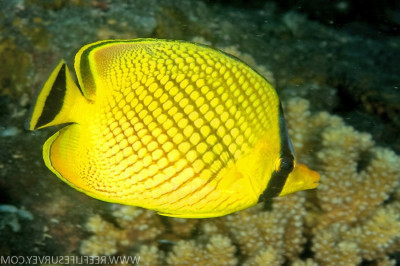 Latticed Butterflyfish