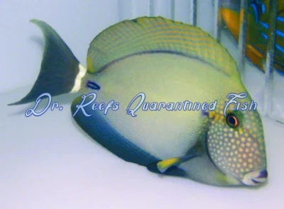 Maculiceps Tang