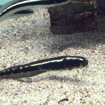 Engineer Goby