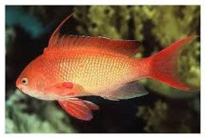 Lyretail Anthias (Male)