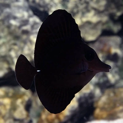 Black Longnose Tang