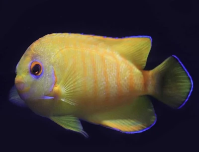 Tigerpyge Hybrid Angelfish (Captive Bred)