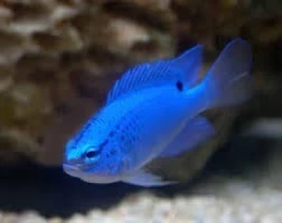 Blue Damselfish