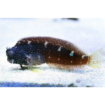 Starry Blenny