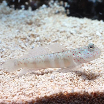 Pink Spotted Watchman Goby
