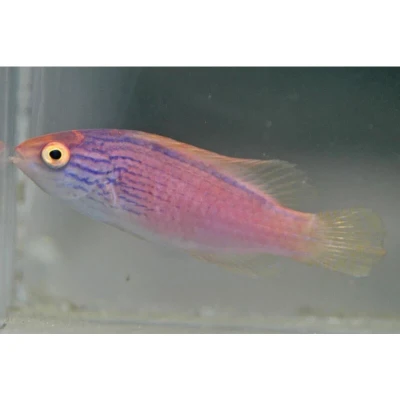 Lineatus Fairy Wrasse (Female)