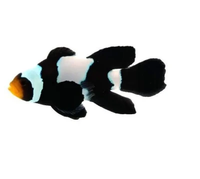 Longfin Phantom Clownfish