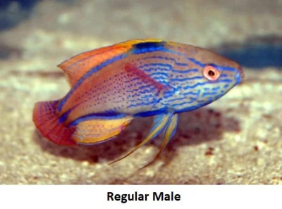 Lineatus Fairy Wrasse (Male)