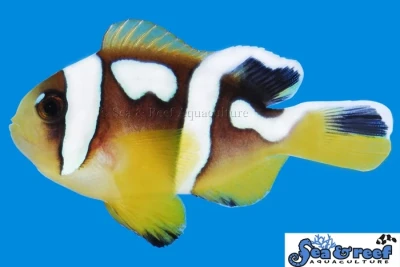 Spotcinctus Clownfish