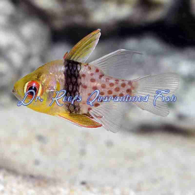 Pajama Cardinal (Captive Bred)