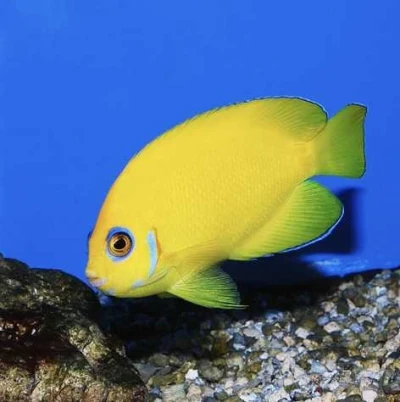 Lemonpeel Angelfish (Captive Bred)